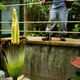 The Amorphophallus Titanum (also known as the penis flower or corpse flower) in bloom